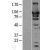 Western Blot: Hsp90B Lysate [NBL1-11745] - Western Blot experiments. 
Left-Control; Right -Over-expression Lysate for HSP90AB1